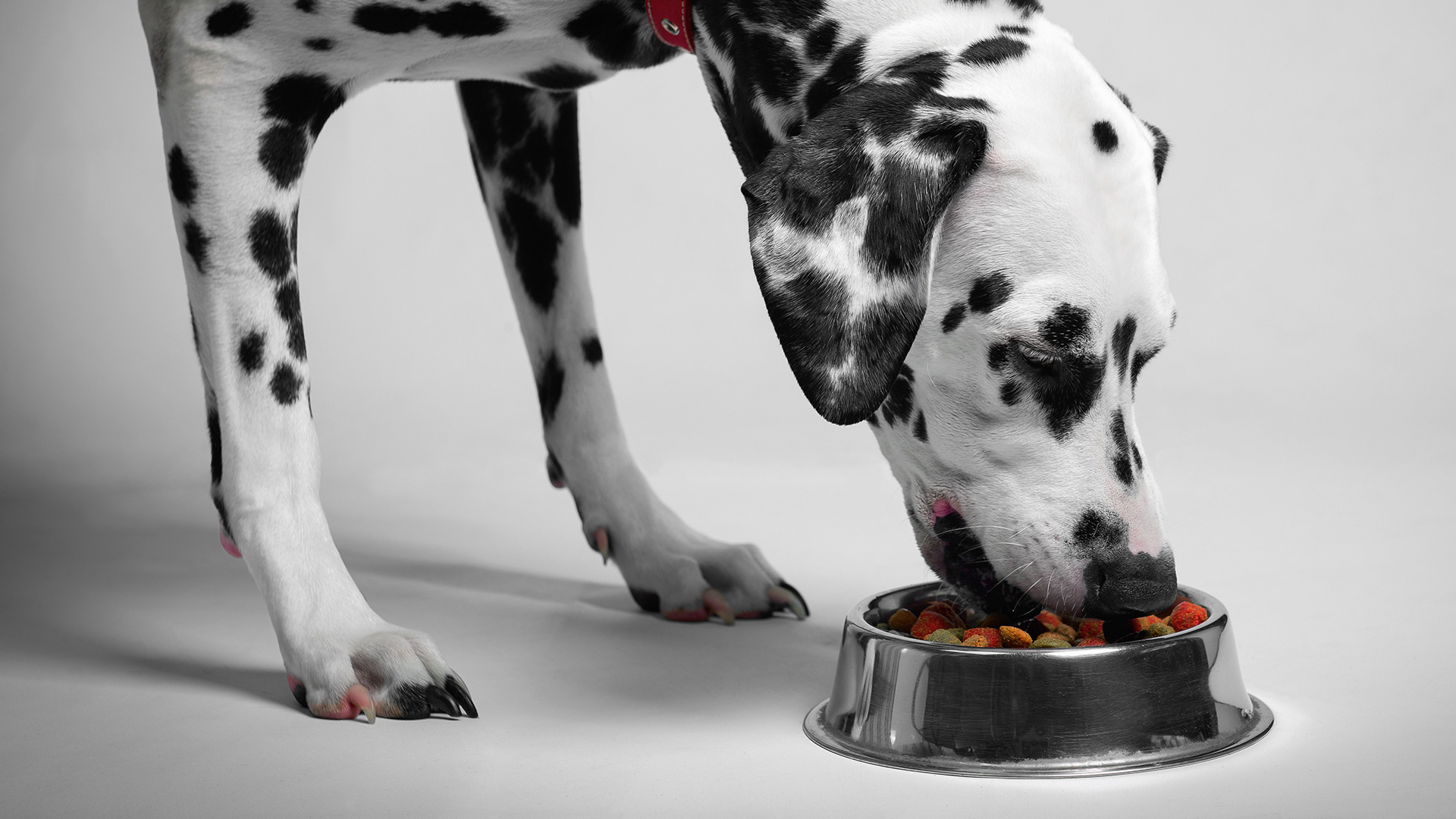 Dog Food Banner